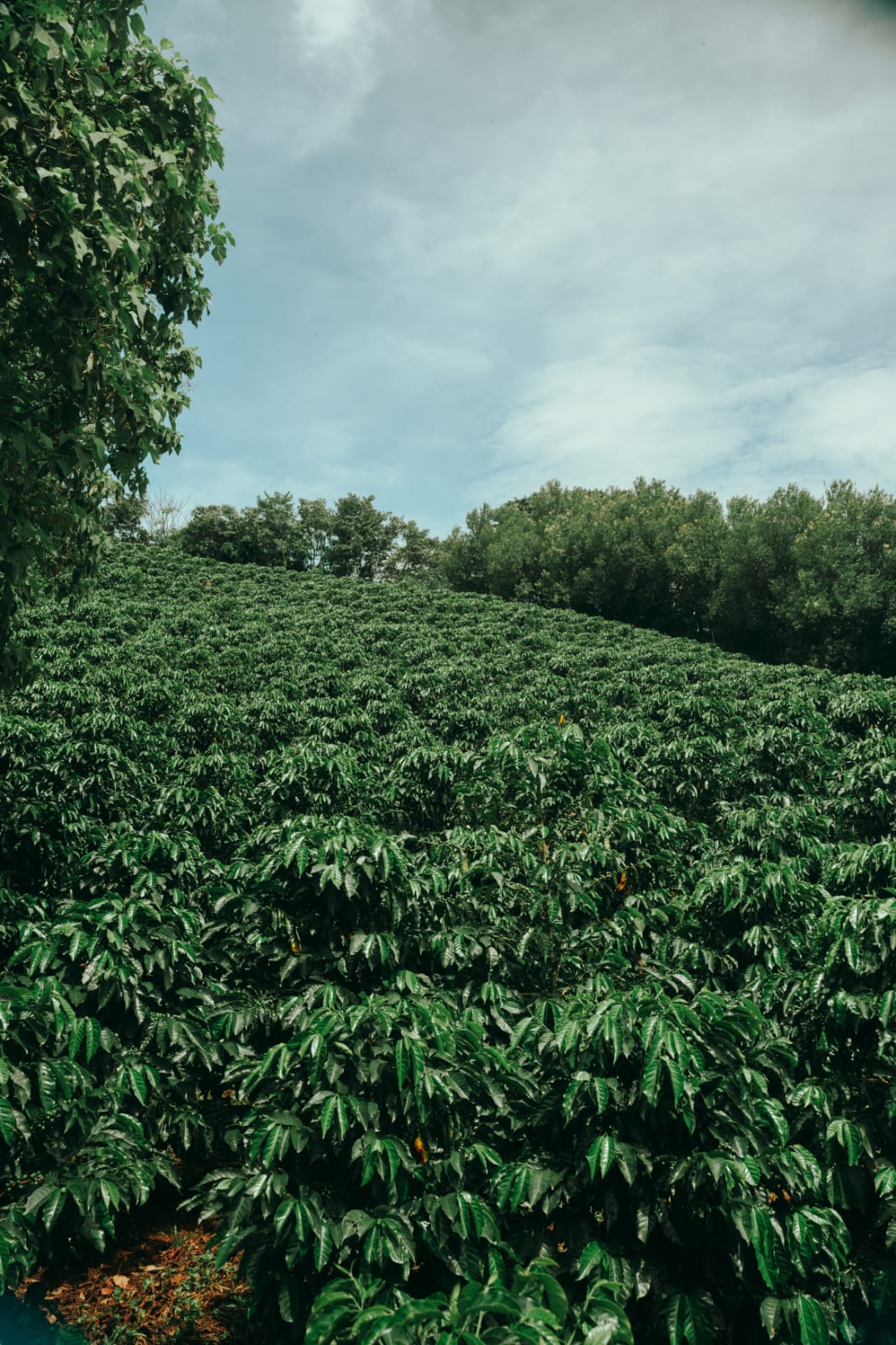Exclusive Coffees S.A. — Gallery 2